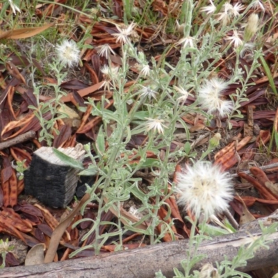 Vittadinia cuneata var. cuneata (Fuzzy New Holland Daisy) at Jerrabomberra, ACT - 20 Jan 2015 by Mike
