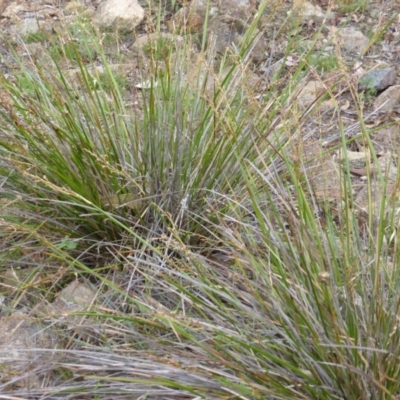 Lepidosperma laterale (Variable Sword Sedge) at Jerrabomberra, ACT - 20 Jan 2015 by Mike