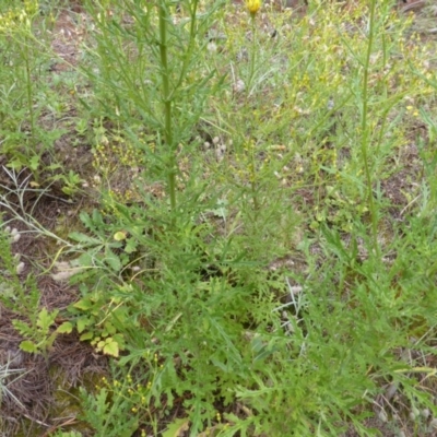 Senecio bathurstianus (Rough Fireweed) at Isaacs, ACT - 20 Jan 2015 by Mike