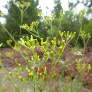 Senecio bathurstianus at Isaacs, ACT - 20 Jan 2015