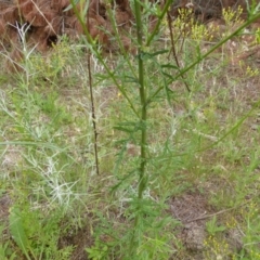 Senecio bathurstianus at Isaacs, ACT - 20 Jan 2015