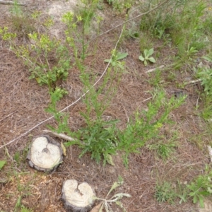 Senecio bathurstianus at Isaacs, ACT - 20 Jan 2015