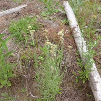 Pseudognaphalium luteoalbum (Jersey Cudweed) at Isaacs, ACT - 19 Jan 2015 by Mike