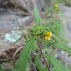 Sigesbeckia australiensis at Tennent, ACT - 18 Dec 2014