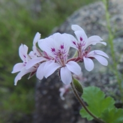 Pelargonium australe (Austral Stork's-bill) at Tennent, ACT - 18 Dec 2014 by michaelb