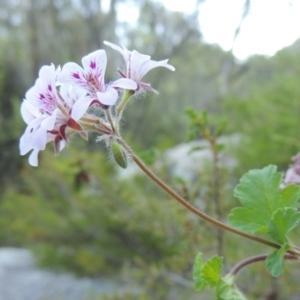 Pelargonium australe at Tennent, ACT - 18 Dec 2014