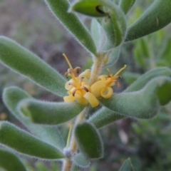 Persoonia rigida (Hairy Geebung) at Tennent, ACT - 18 Dec 2014 by MichaelBedingfield
