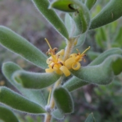 Persoonia rigida (Hairy Geebung) at Tennent, ACT - 18 Dec 2014 by michaelb