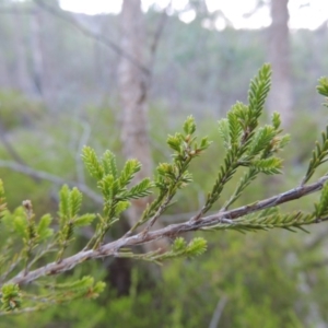 Micromyrtus ciliata at Tennent, ACT - 18 Dec 2014