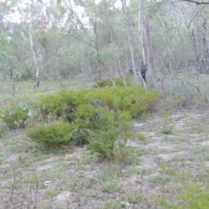 Micromyrtus ciliata at Tennent, ACT - 18 Dec 2014