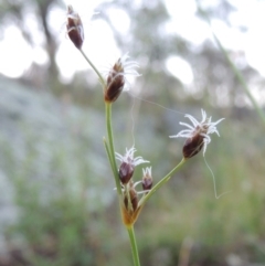Fimbristylis dichotoma (A Sedge) at Tennent, ACT - 18 Dec 2014 by MichaelBedingfield
