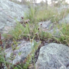 Fimbristylis dichotoma at Tennent, ACT - 18 Dec 2014