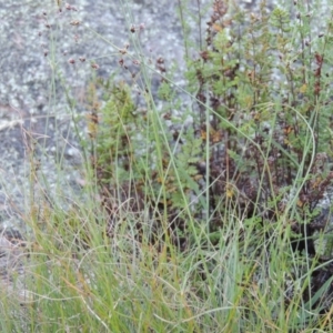 Fimbristylis dichotoma at Tennent, ACT - 18 Dec 2014