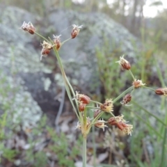 Fimbristylis dichotoma (A Sedge) at Tennent, ACT - 24 Jan 2014 by MichaelBedingfield