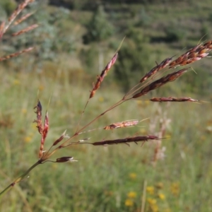 Sorghum leiocladum at Paddys River, ACT - 21 Dec 2014 06:58 PM