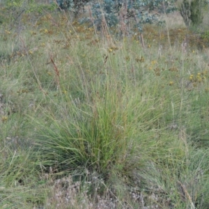 Sorghum leiocladum at Paddys River, ACT - 21 Dec 2014 06:58 PM