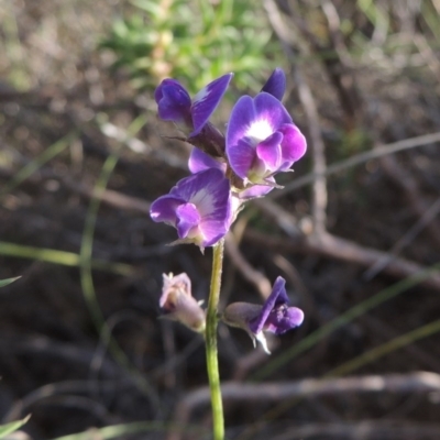 Glycine tabacina (Variable Glycine) at Tennent, ACT - 21 Dec 2014 by michaelb