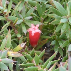 Astroloma humifusum at Garran, ACT - 20 Jan 2015