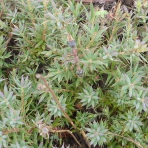 Astroloma humifusum at Garran, ACT - 20 Jan 2015