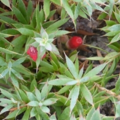 Astroloma humifusum at Garran, ACT - 20 Jan 2015