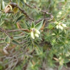 Melichrus urceolatus (Urn Heath) at Garran, ACT - 20 Jan 2015 by Mike