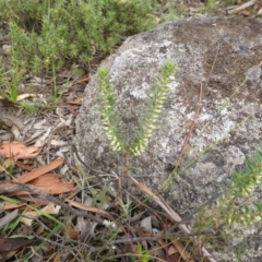 Melichrus urceolatus at Garran, ACT - 20 Jan 2015