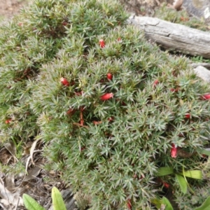 Styphelia humifusum at Symonston, ACT - 20 Jan 2015 03:50 PM