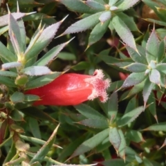 Astroloma humifusum at Symonston, ACT - 20 Jan 2015