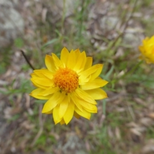 Xerochrysum viscosum at Symonston, ACT - 20 Jan 2015 03:52 PM