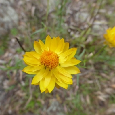 Xerochrysum viscosum (Sticky Everlasting) at Symonston, ACT - 20 Jan 2015 by Mike