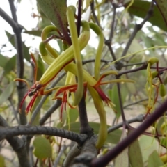 Amyema miquelii (Box Mistletoe) at Symonston, ACT - 20 Jan 2015 by Mike