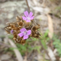 Petrorhagia nanteuilii (Proliferous Pink, Childling Pink) at Symonston, ACT - 20 Jan 2015 by Mike