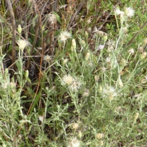 Vittadinia cuneata var. cuneata at Symonston, ACT - 20 Jan 2015