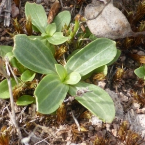 Centaurium erythraea at Symonston, ACT - 20 Jan 2015