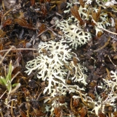 Xanthoparmelia sp. at Symonston, ACT - 20 Jan 2015