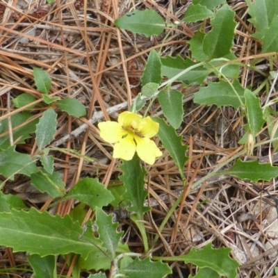 Goodenia hederacea (Ivy Goodenia) at Jerrabomberra, ACT - 21 Jan 2015 by Mike