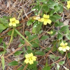 Goodenia hederacea at Jerrabomberra, ACT - 21 Jan 2015 09:37 AM