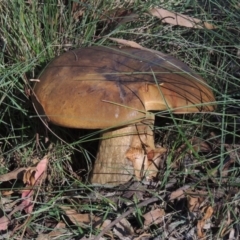 Phlebopus marginatus (Giant Bolete) at Paddys River, ACT - 25 Jan 2015 by MichaelBedingfield