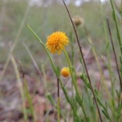 Calotis lappulacea (Yellow Burr Daisy) at Greenway, ACT - 23 Dec 2014 by MichaelBedingfield