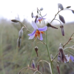 Dianella sp. aff. longifolia (Benambra) (Pale Flax Lily, Blue Flax Lily) at Greenway, ACT - 23 Dec 2014 by MichaelBedingfield