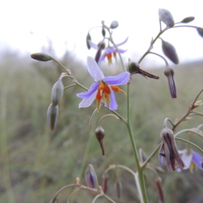 Dianella sp. aff. longifolia (Benambra) (Pale Flax Lily, Blue Flax Lily) at Greenway, ACT - 23 Dec 2014 by MichaelBedingfield