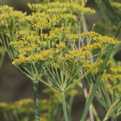 Foeniculum vulgare (Fennel) at Paddys River, ACT - 28 Dec 2014 by michaelb