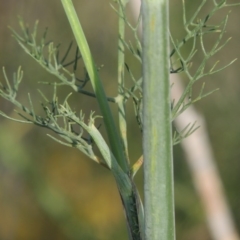 Foeniculum vulgare at Paddys River, ACT - 28 Dec 2014