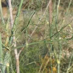 Foeniculum vulgare at Paddys River, ACT - 28 Dec 2014