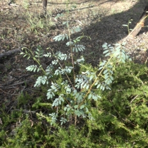 Indigofera australis subsp. australis at Campbell, ACT - 28 Jan 2015