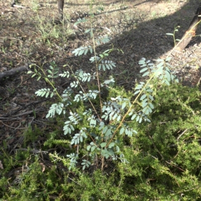 Indigofera australis subsp. australis (Australian Indigo) at Campbell, ACT - 27 Jan 2015 by SilkeSma