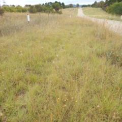 Rutidosis leptorhynchoides at Jerrabomberra, ACT - 27 Jan 2015