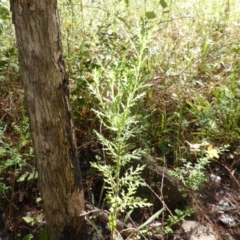 Senecio bathurstianus (Rough Fireweed) at Isaacs, ACT - 24 Jan 2015 by Mike