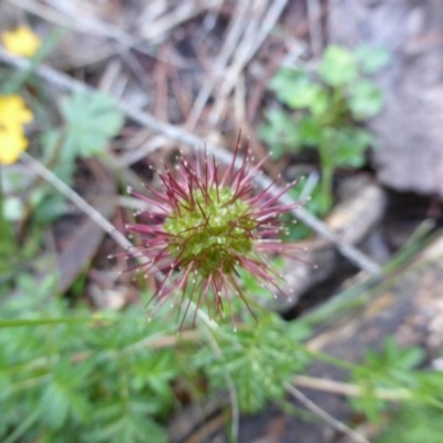 Acaena novae-zelandiae (Bidgee Widgee) at Isaacs Ridge - 25 Jan 2015 by Mike