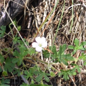 Geranium solanderi var. solanderi at Isaacs Ridge - 25 Jan 2015 10:03 AM